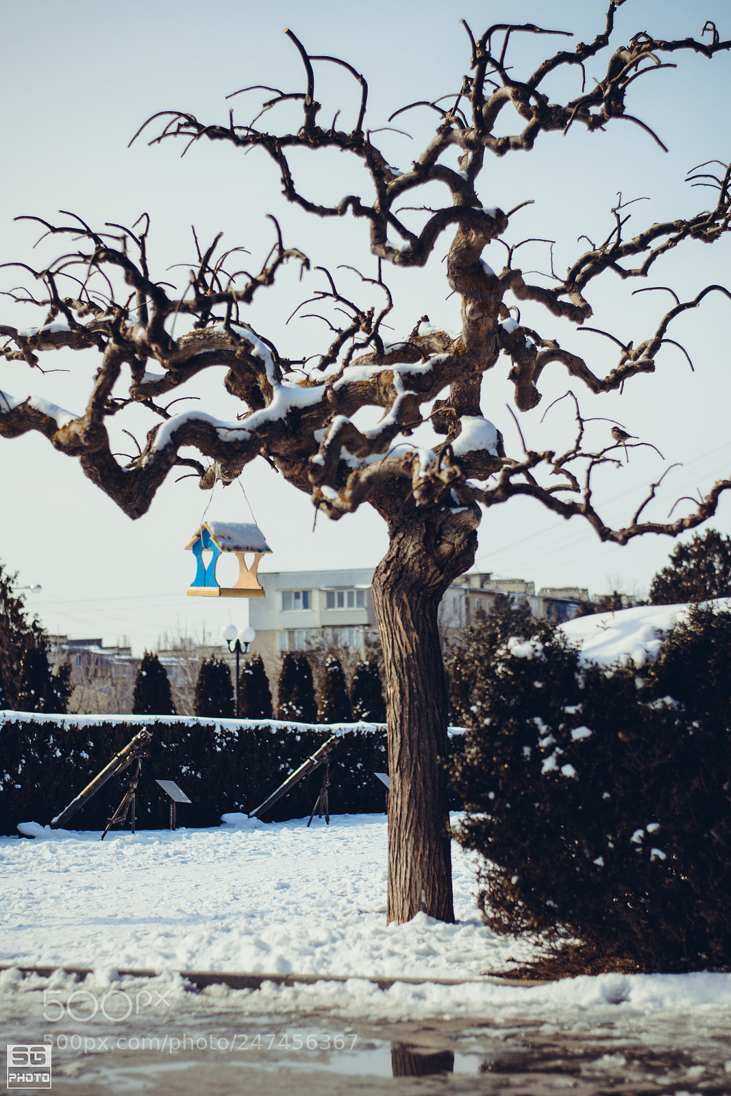 Nikon D3100 sample photo. Bird feeder photography