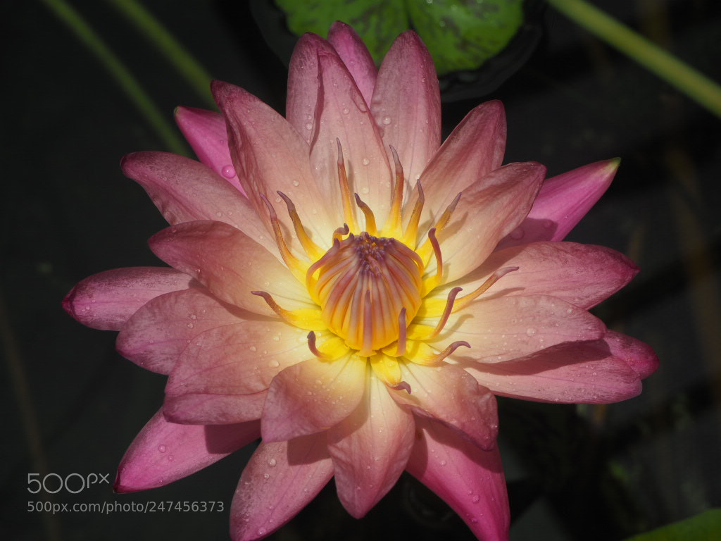Olympus OM-D E-M10 sample photo. Water lilly photography