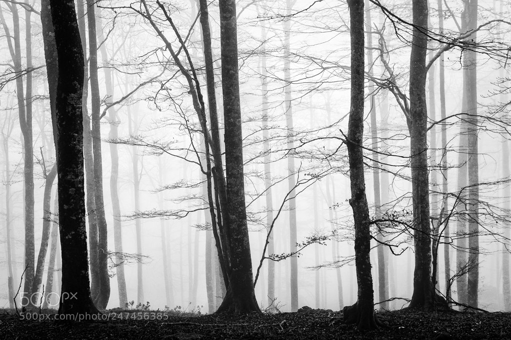 Nikon D810 sample photo. Arboles photography