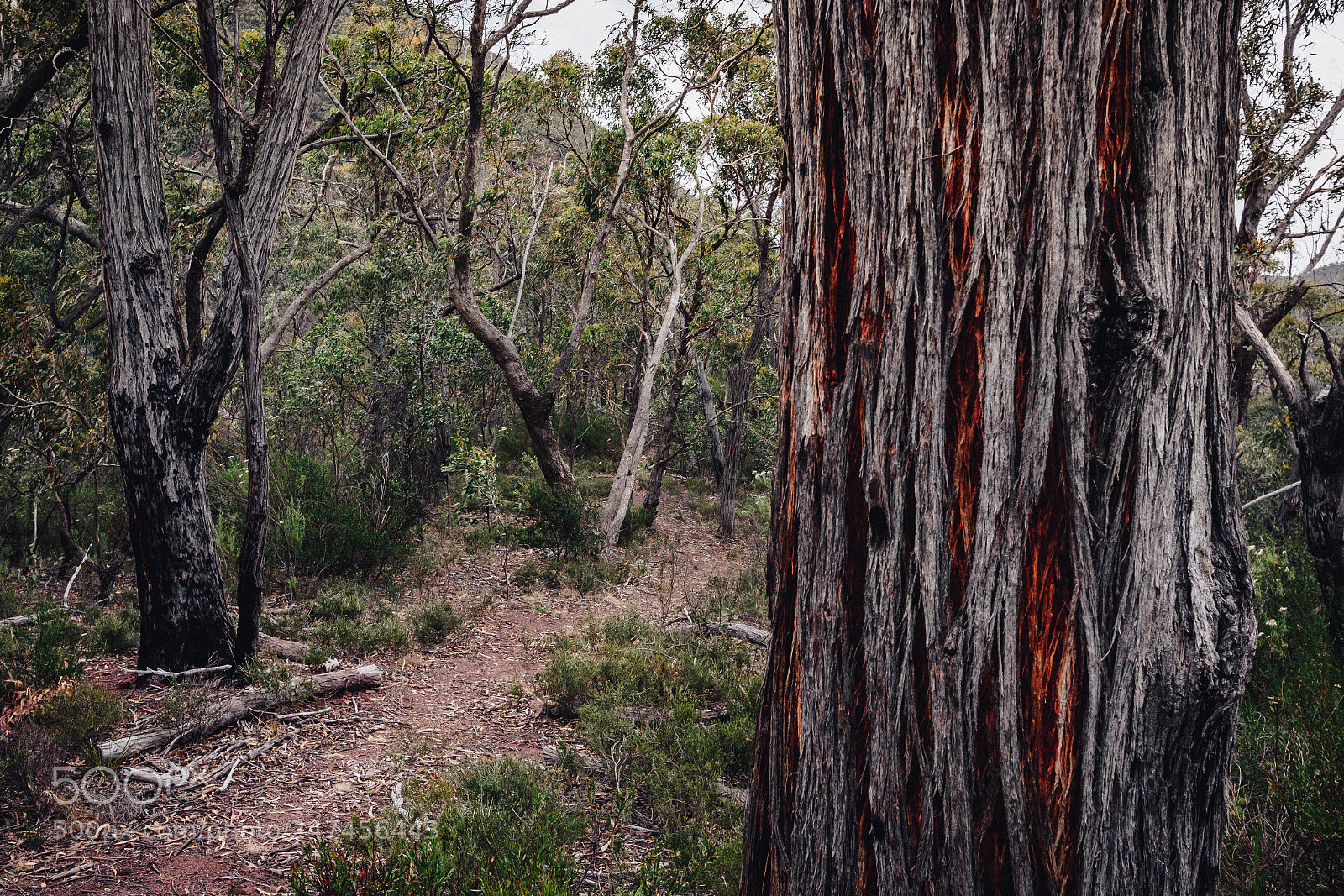 Nikon D7200 sample photo. Red stringybark on the photography