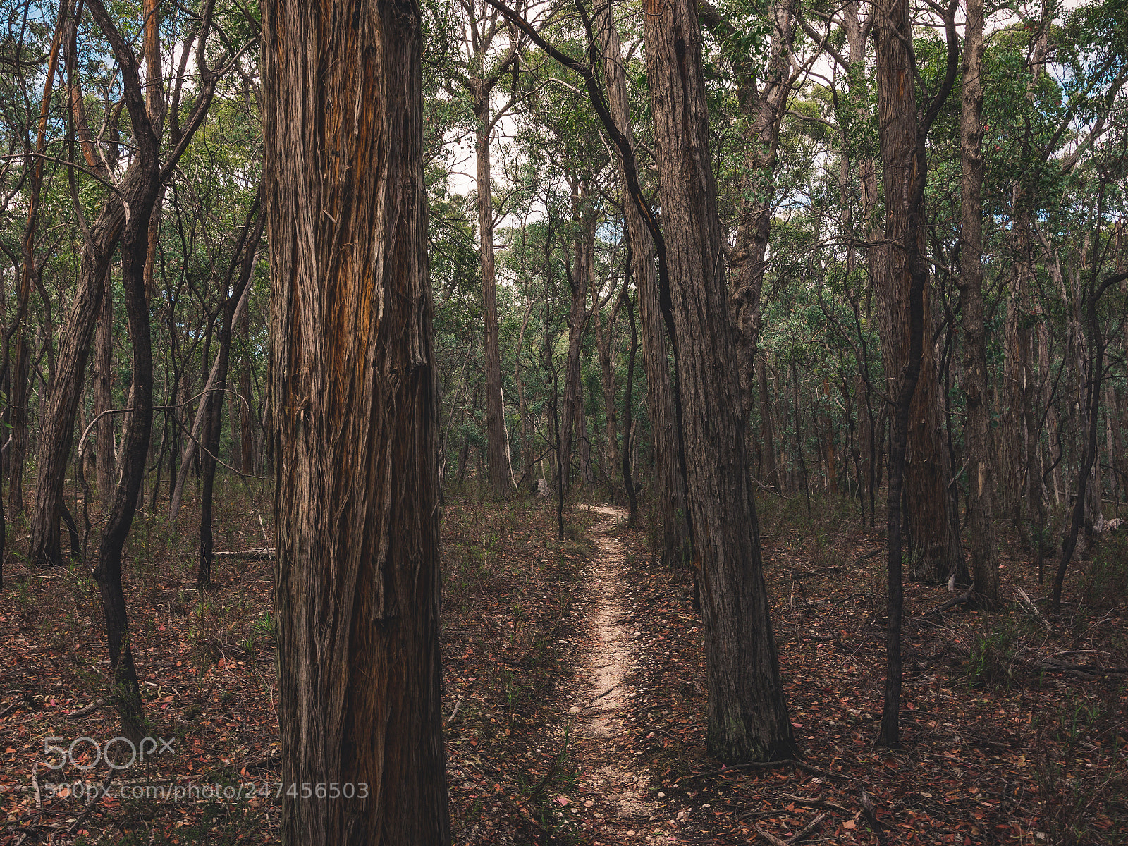 Nikon D7200 sample photo. Blores hill mountain bike photography