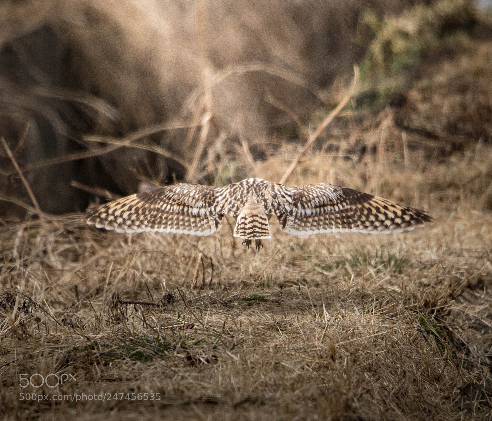 Canon EOS 7D Mark II sample photo. Flying photography