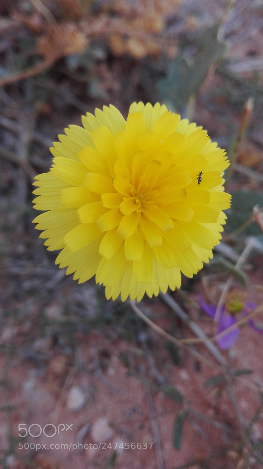 HUAWEI Y6II sample photo. Untitled photography