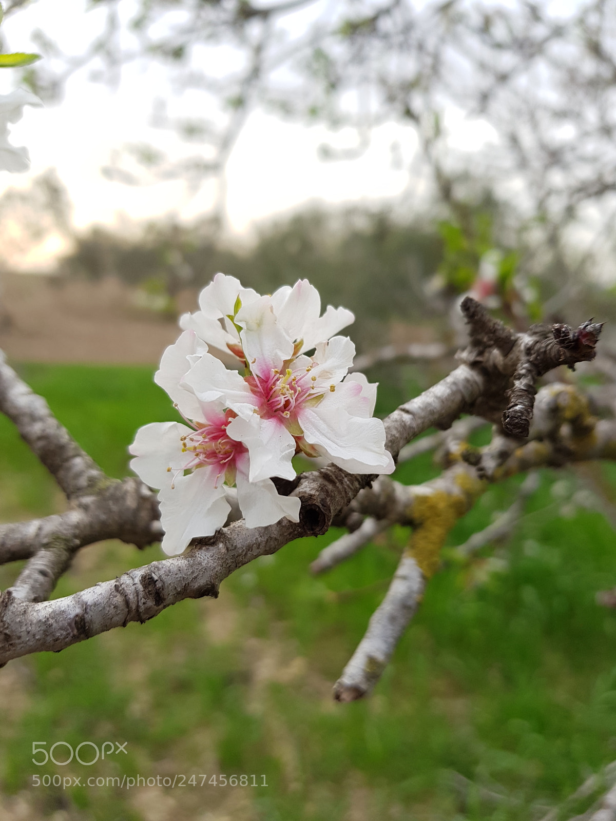 Samsung Galaxy S8 sample photo. Roses photography