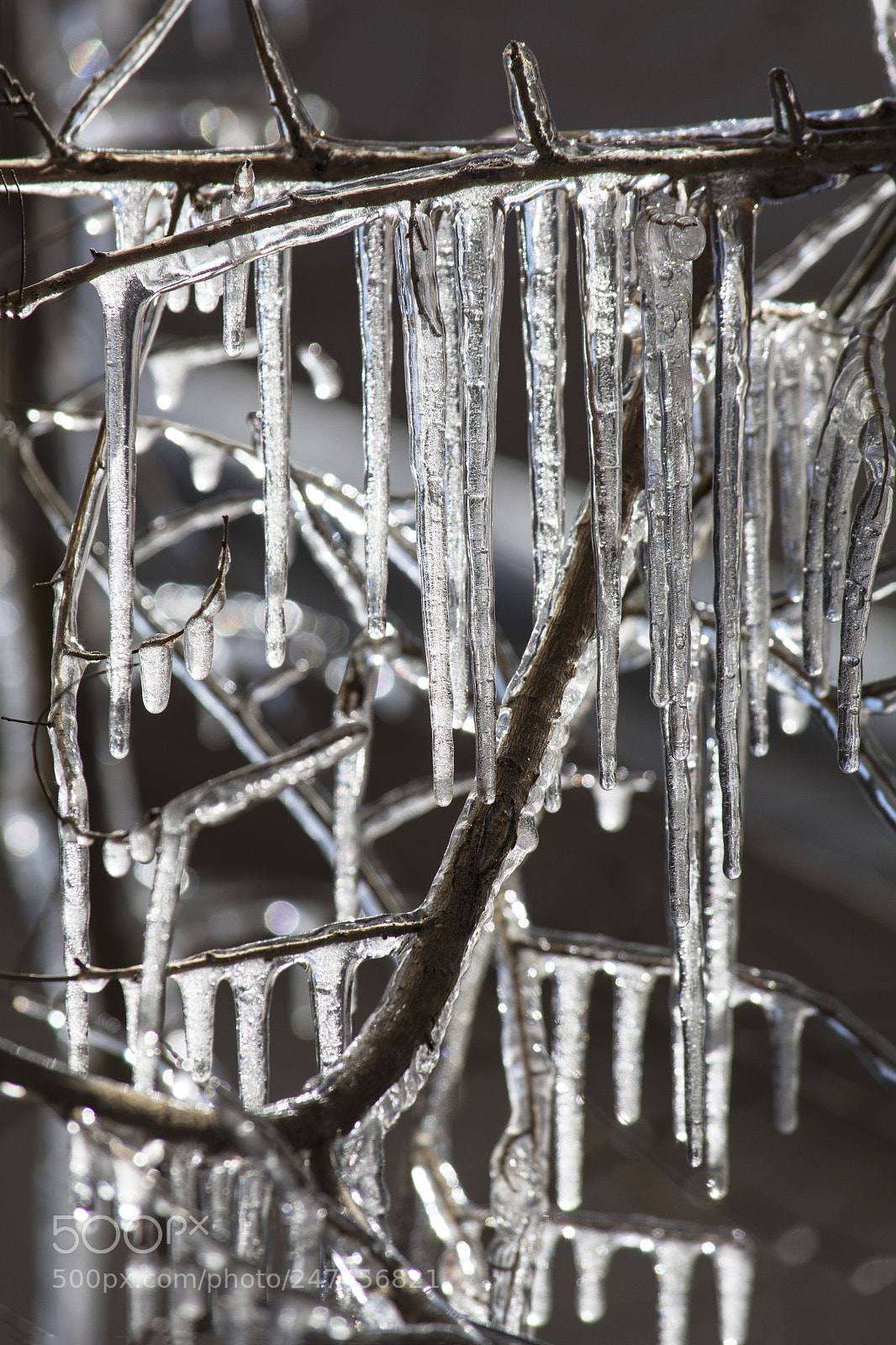 Nikon D7100 sample photo. Encased in ice photography