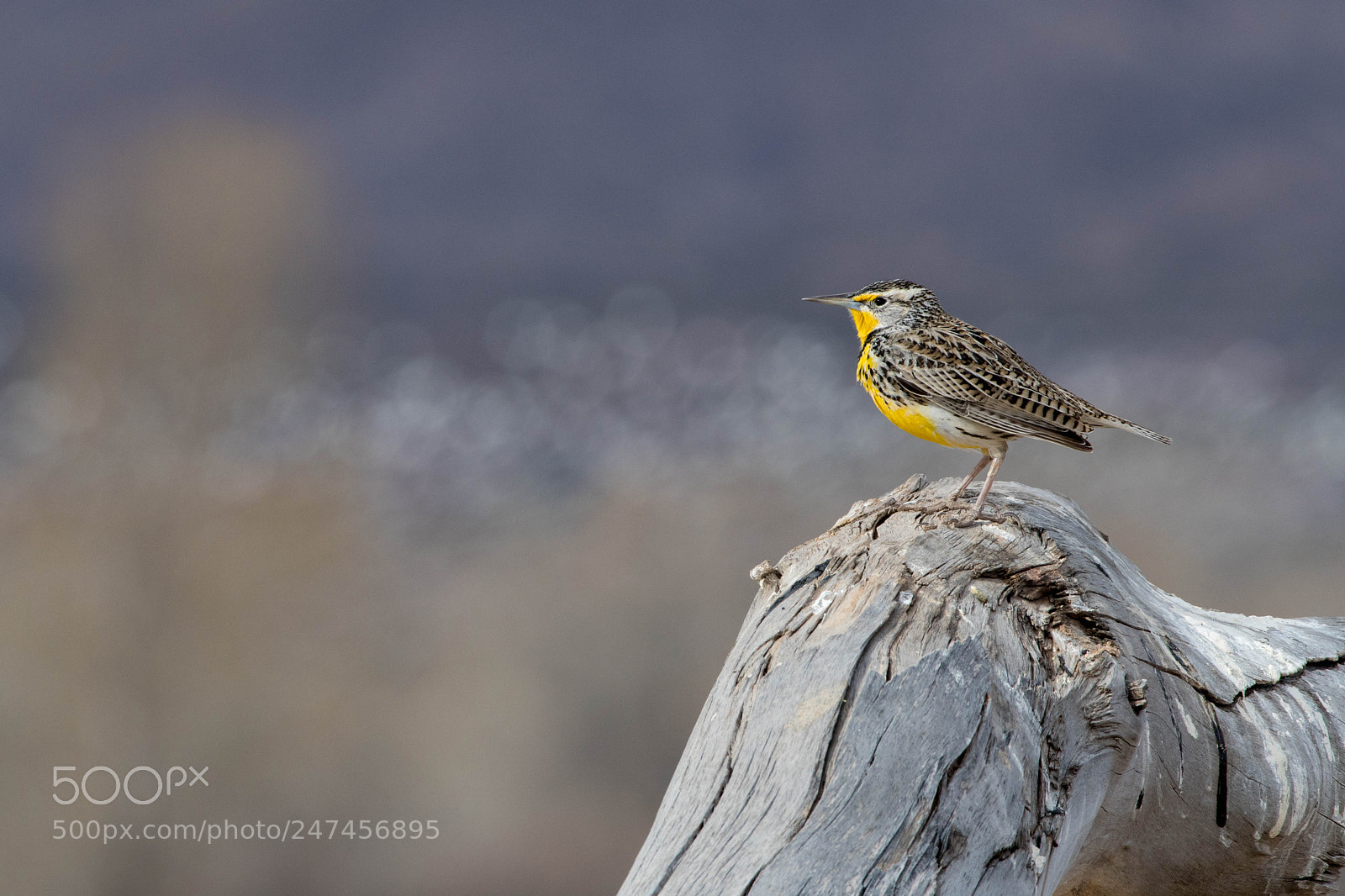 Nikon D500 sample photo. Western meadowlark photography