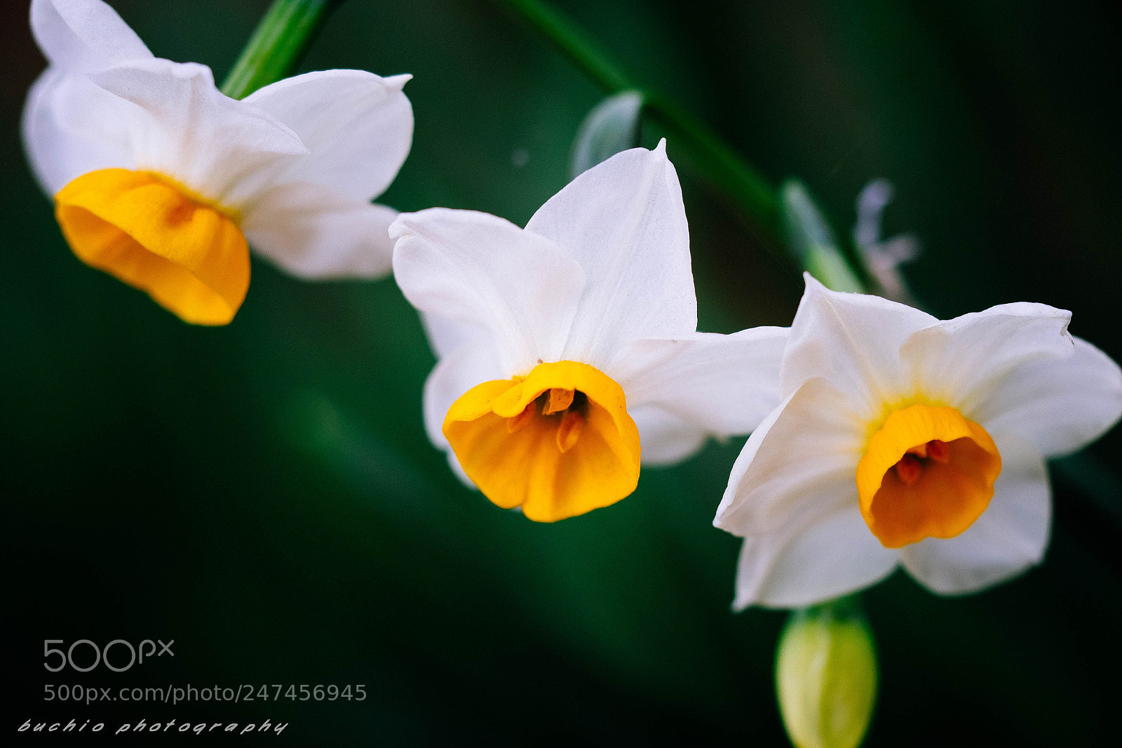 Olympus OM-D E-M1 sample photo. Narcissus photography