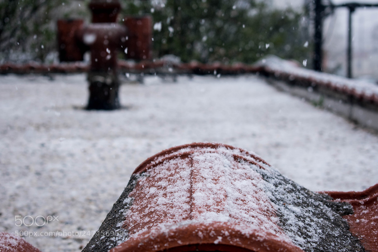 Nikon D3400 sample photo. Let it snow photography