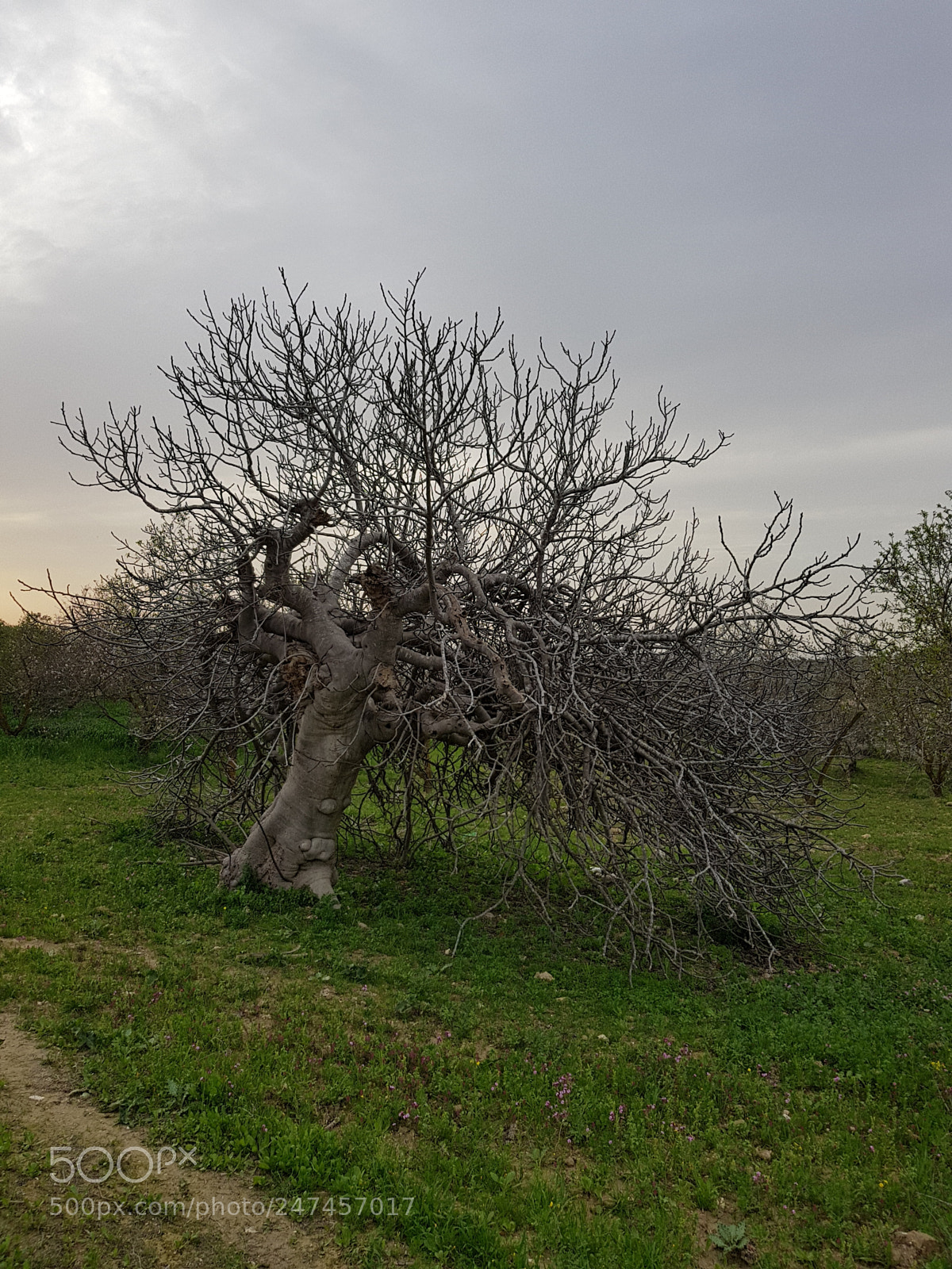 Samsung Galaxy S8 sample photo. Old tree photography