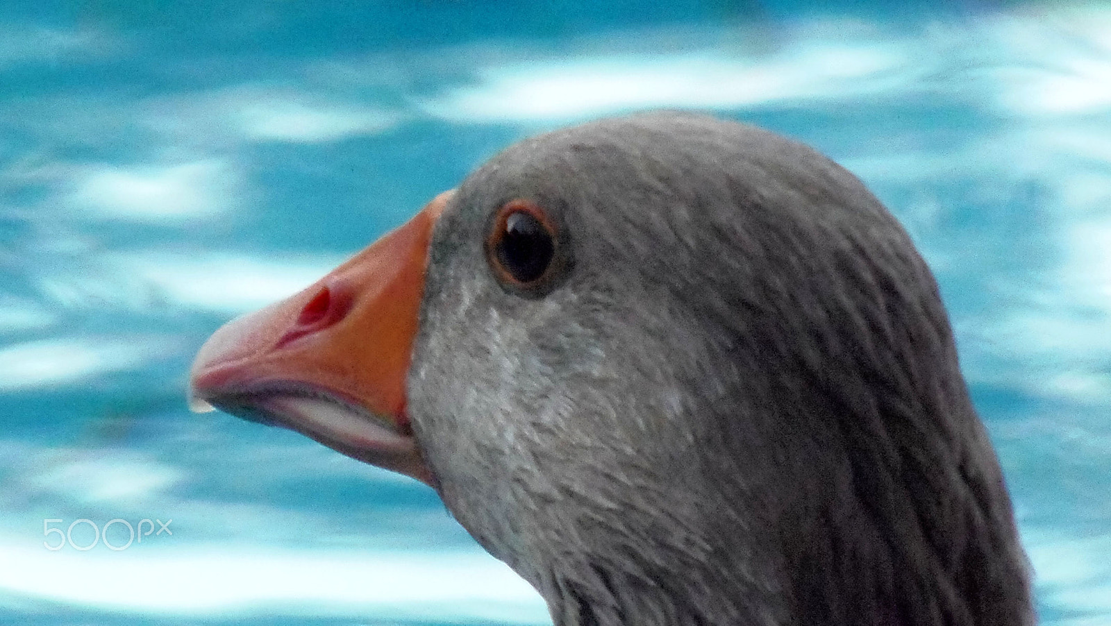 Olympus SP-810UZ sample photo. Duck photography