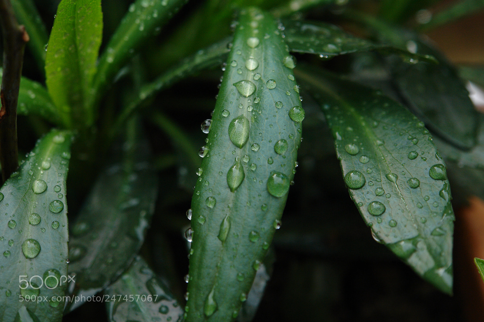 Sony DSC-R1 sample photo. Untitled photography