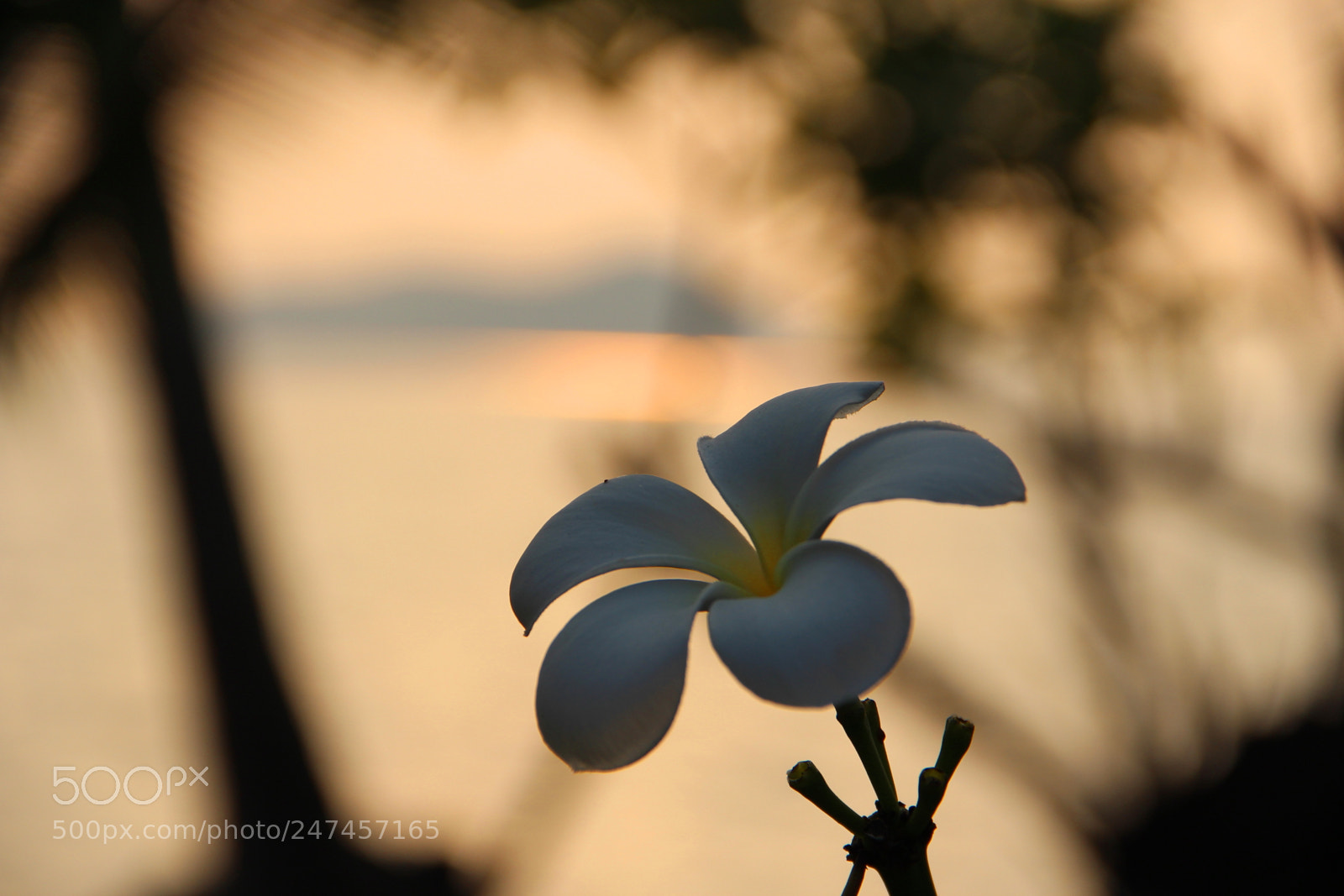 Canon EF-S 18-135mm F3.5-5.6 IS sample photo. 0655 photography
