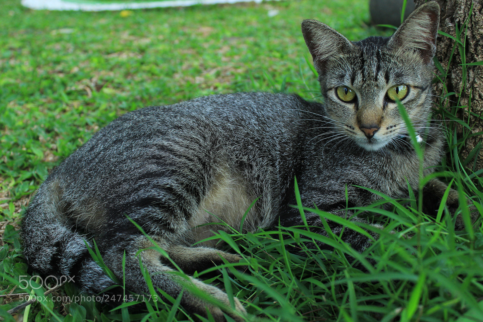 Canon EOS 60D sample photo. Cat in action photography