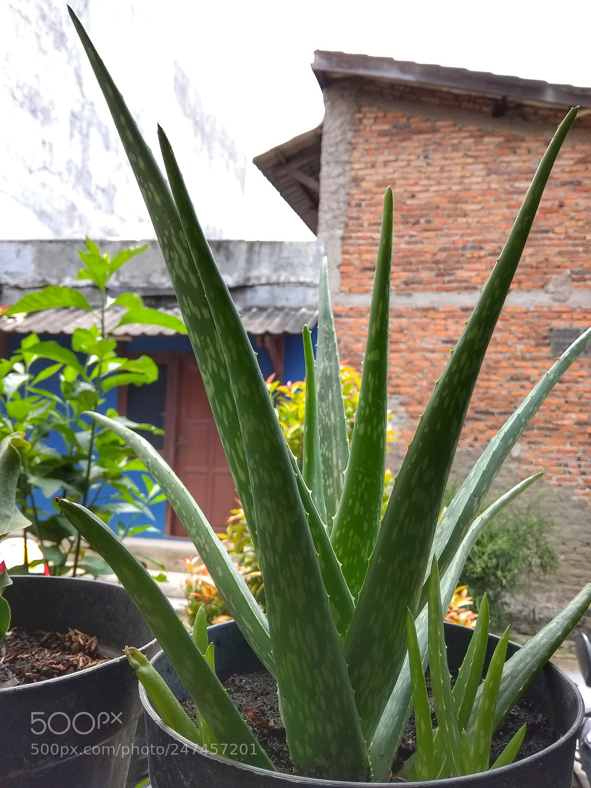 Xiaomi Redmi Note 5A sample photo. Nature photography