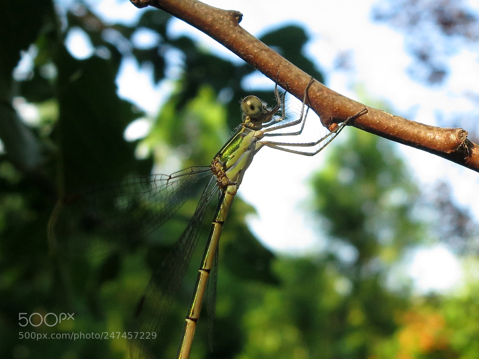 Canon PowerShot S100 sample photo. Small dragonfly photography