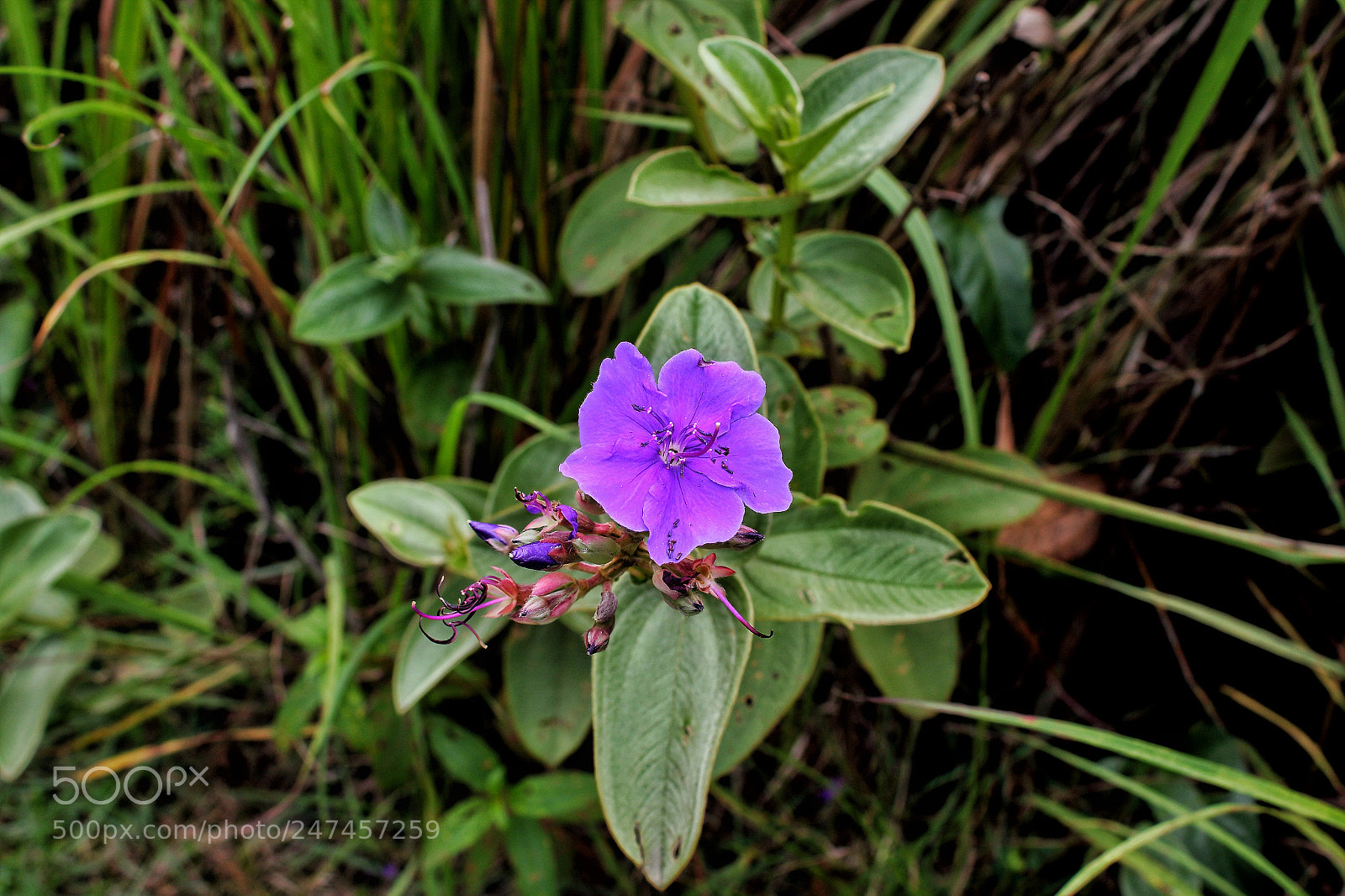 Canon EOS 1200D (EOS Rebel T5 / EOS Kiss X70 / EOS Hi) sample photo. Flores photography