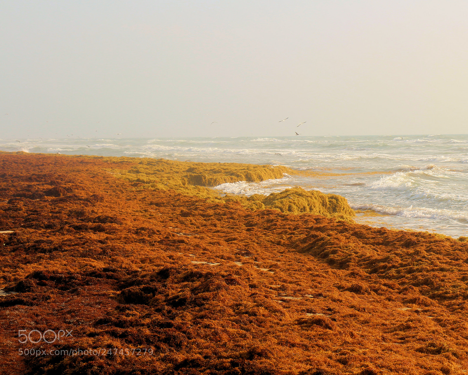 Canon EOS 700D (EOS Rebel T5i / EOS Kiss X7i) sample photo. Golden colors photography