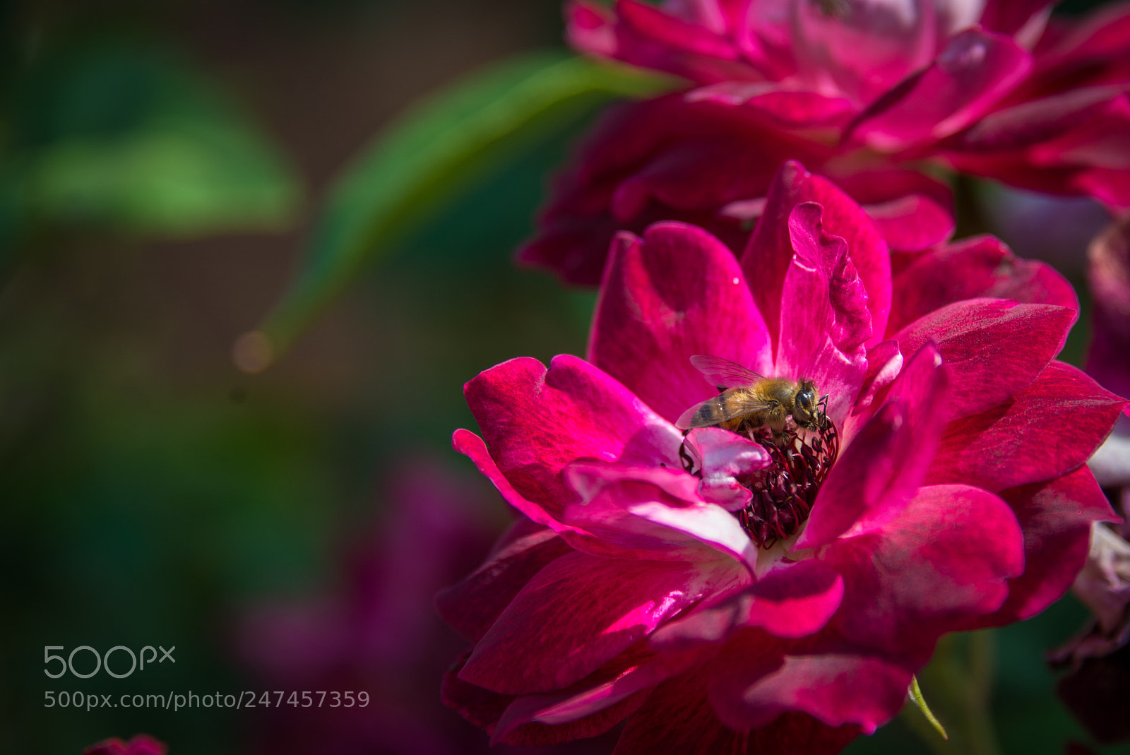 Nikon D610 sample photo. Flower and bee photography