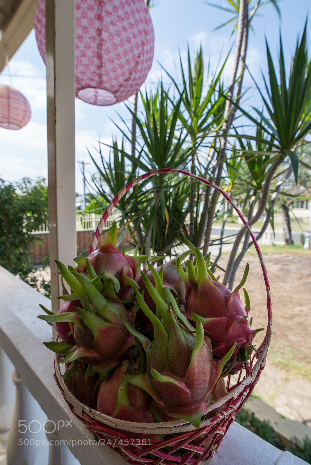 Nikon D610 sample photo. Dragon fruit photography