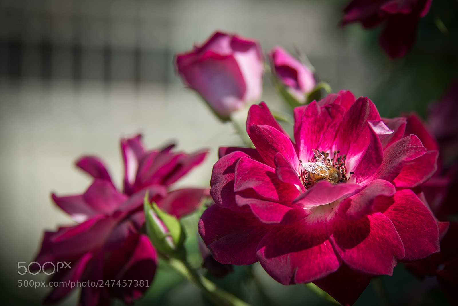 Nikon D610 sample photo. In red photography