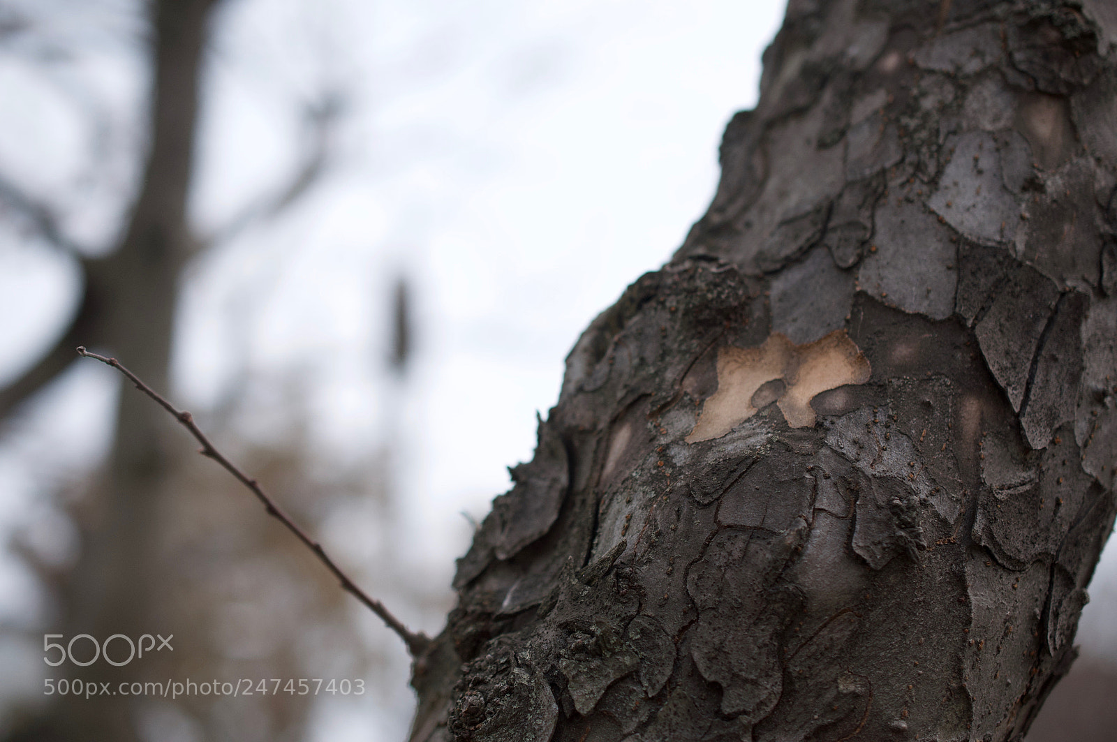 Nikon D90 sample photo. Tree man photography
