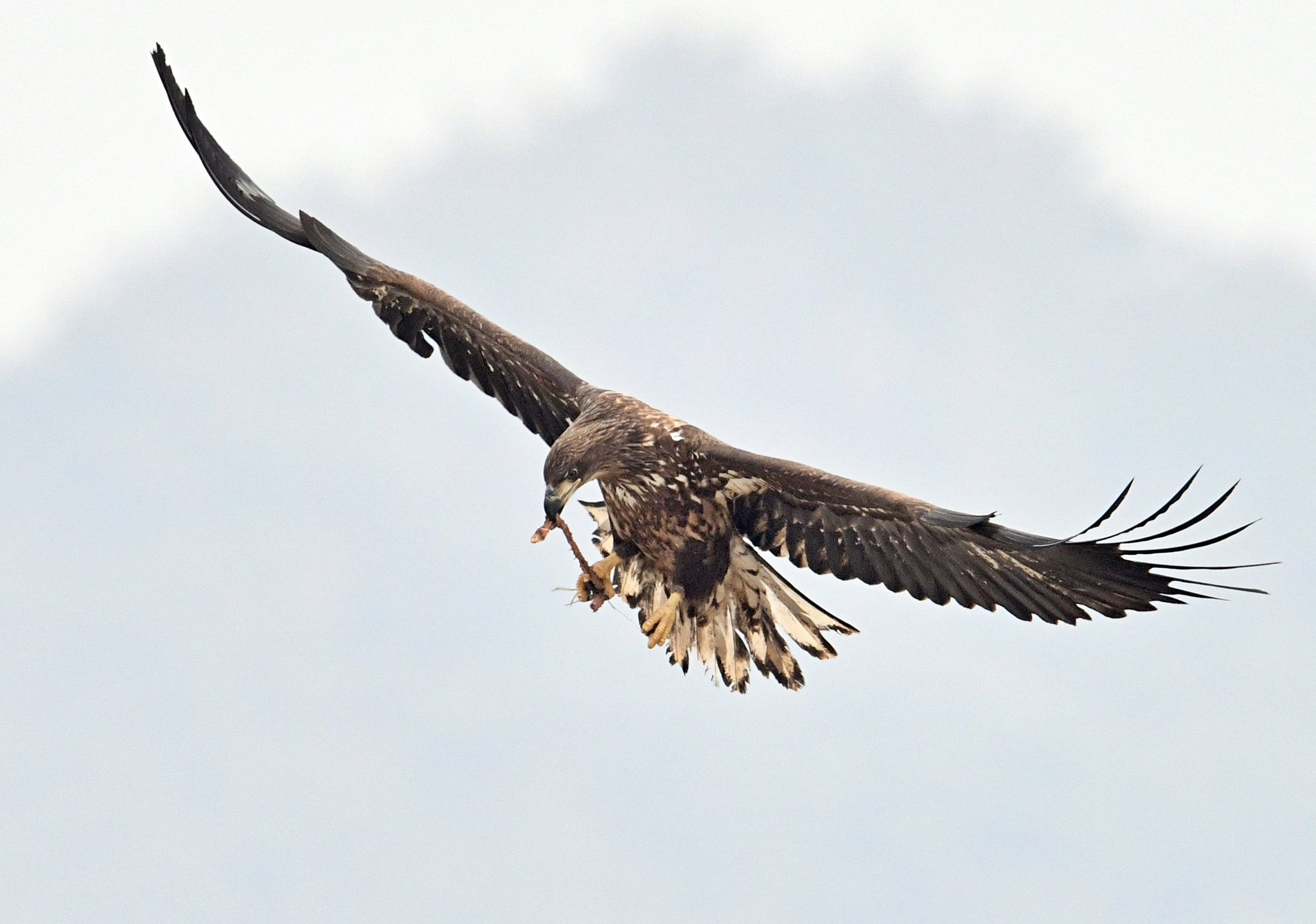 Nikon D850 sample photo. White tailed sea eagle photography