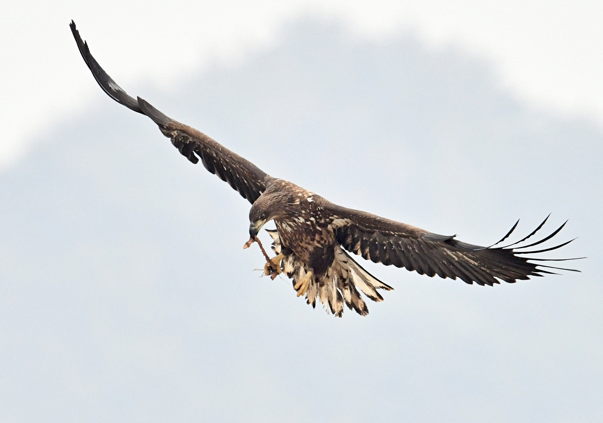 Nikon D850 + Nikon AF-S Nikkor 600mm F4G ED VR sample photo. White tailed sea eagle photography