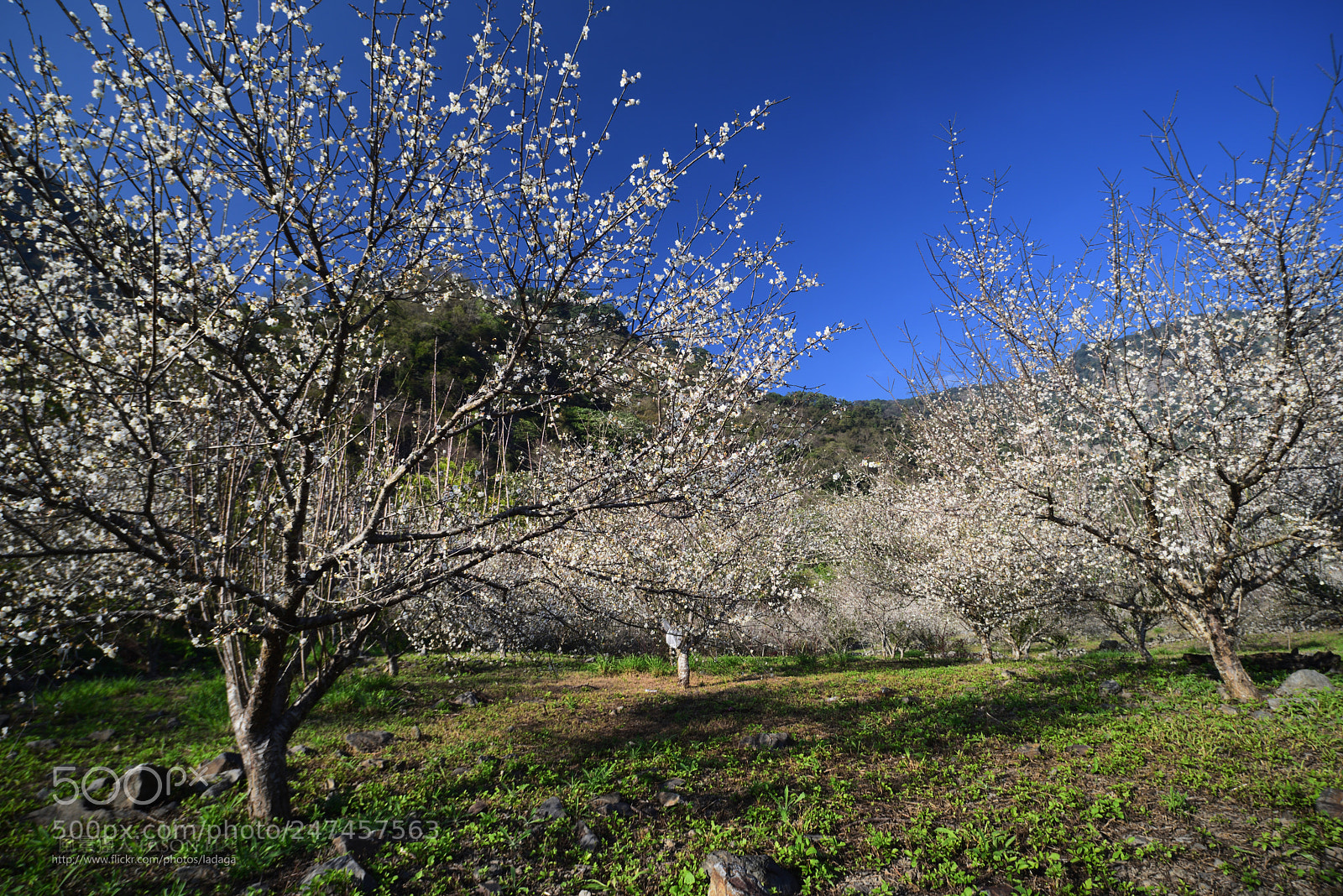 Nikon D810 sample photo. 梅林 photography