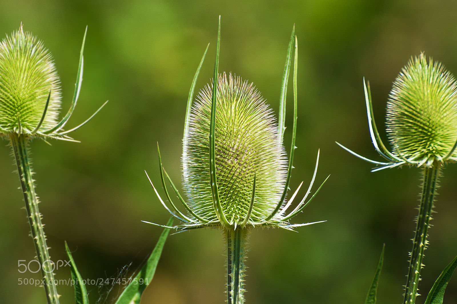 Nikon D3200 sample photo. Greenthistle photography