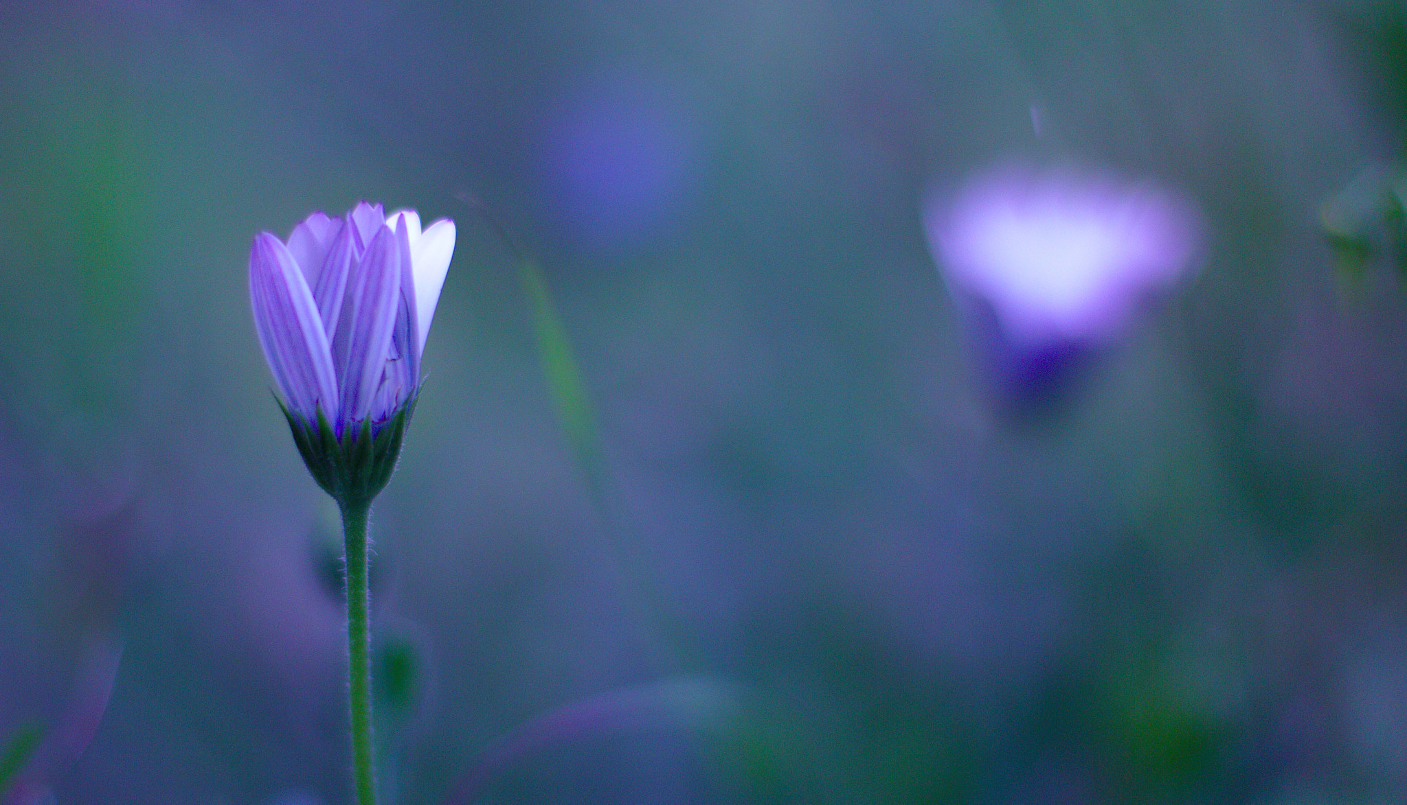 Canon EOS 60D + Canon EF 50mm F1.4 USM sample photo. Ready to bloom... photography