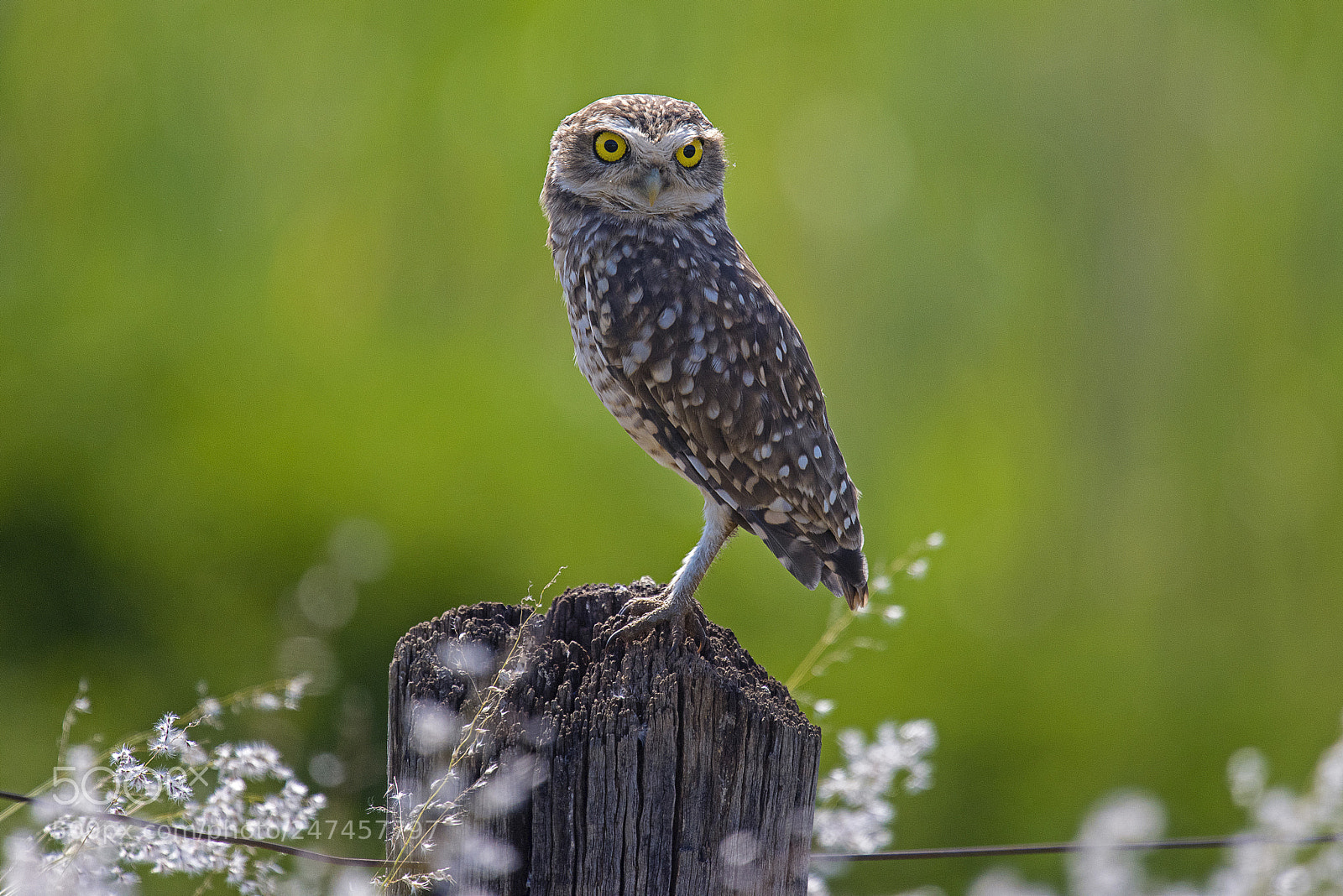 Nikon D810 sample photo. Burrowing owl photography