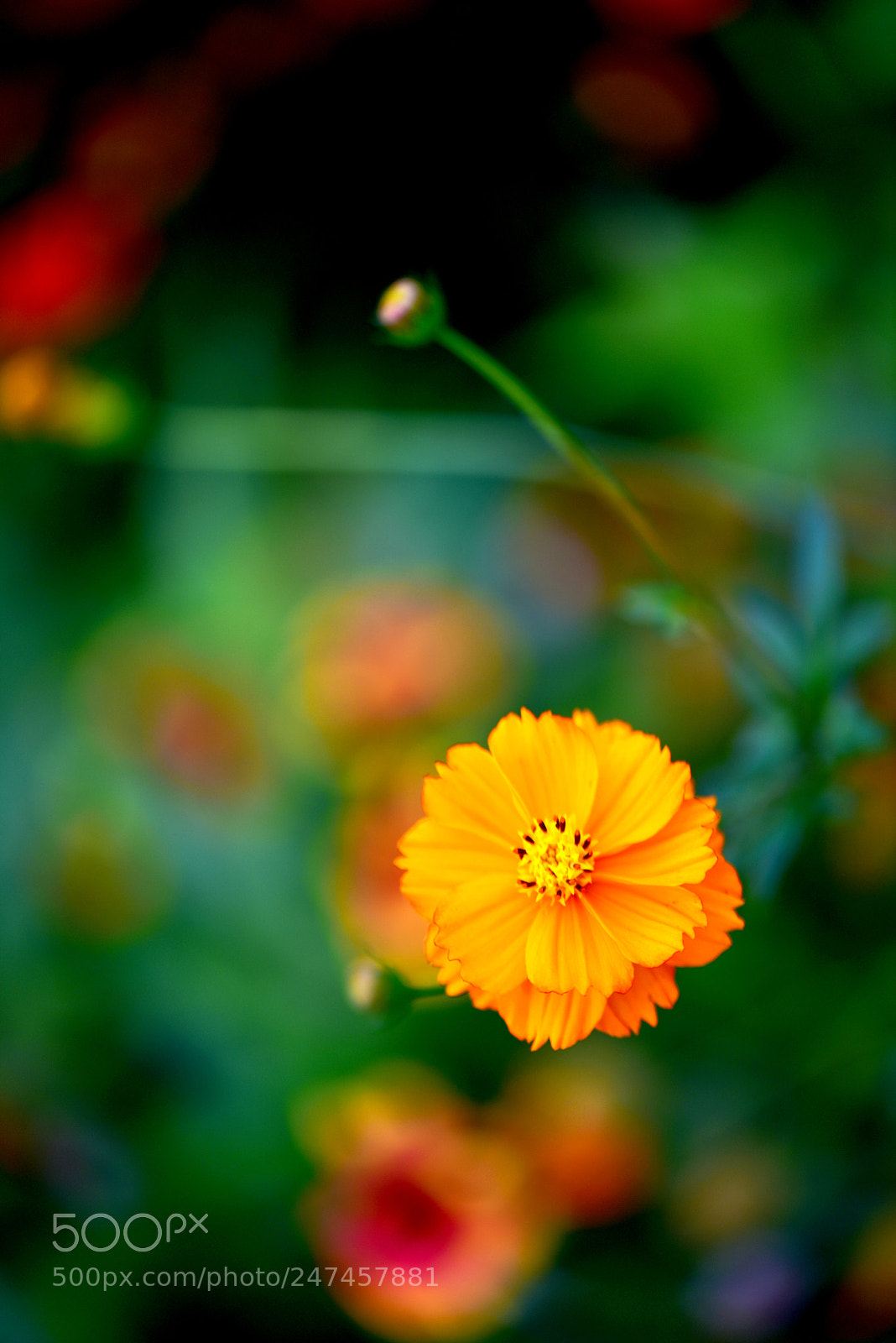 Nikon D810 sample photo. 一朵花儿 photography
