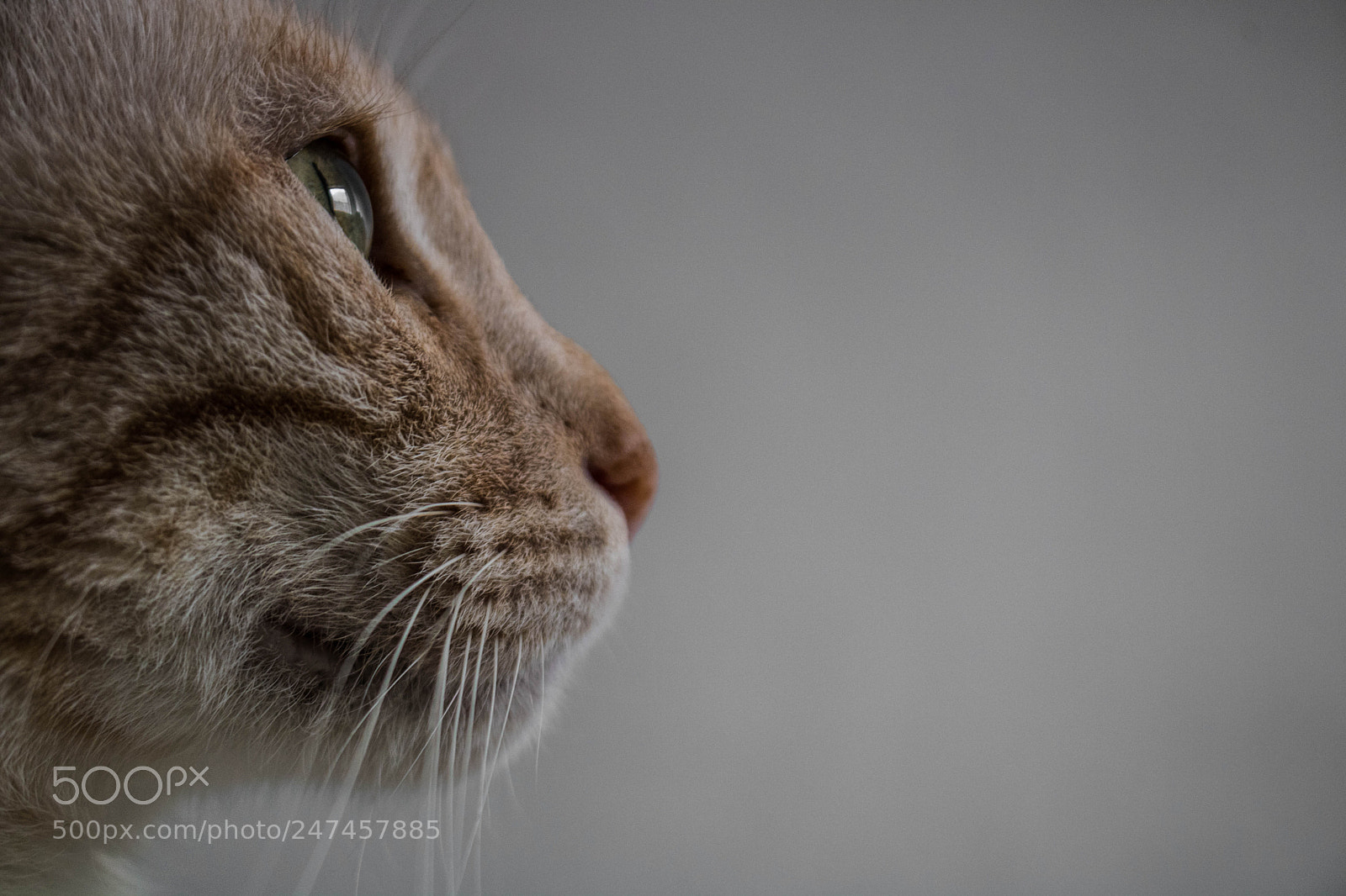 Canon EOS 750D (EOS Rebel T6i / EOS Kiss X8i) sample photo. Liza photography