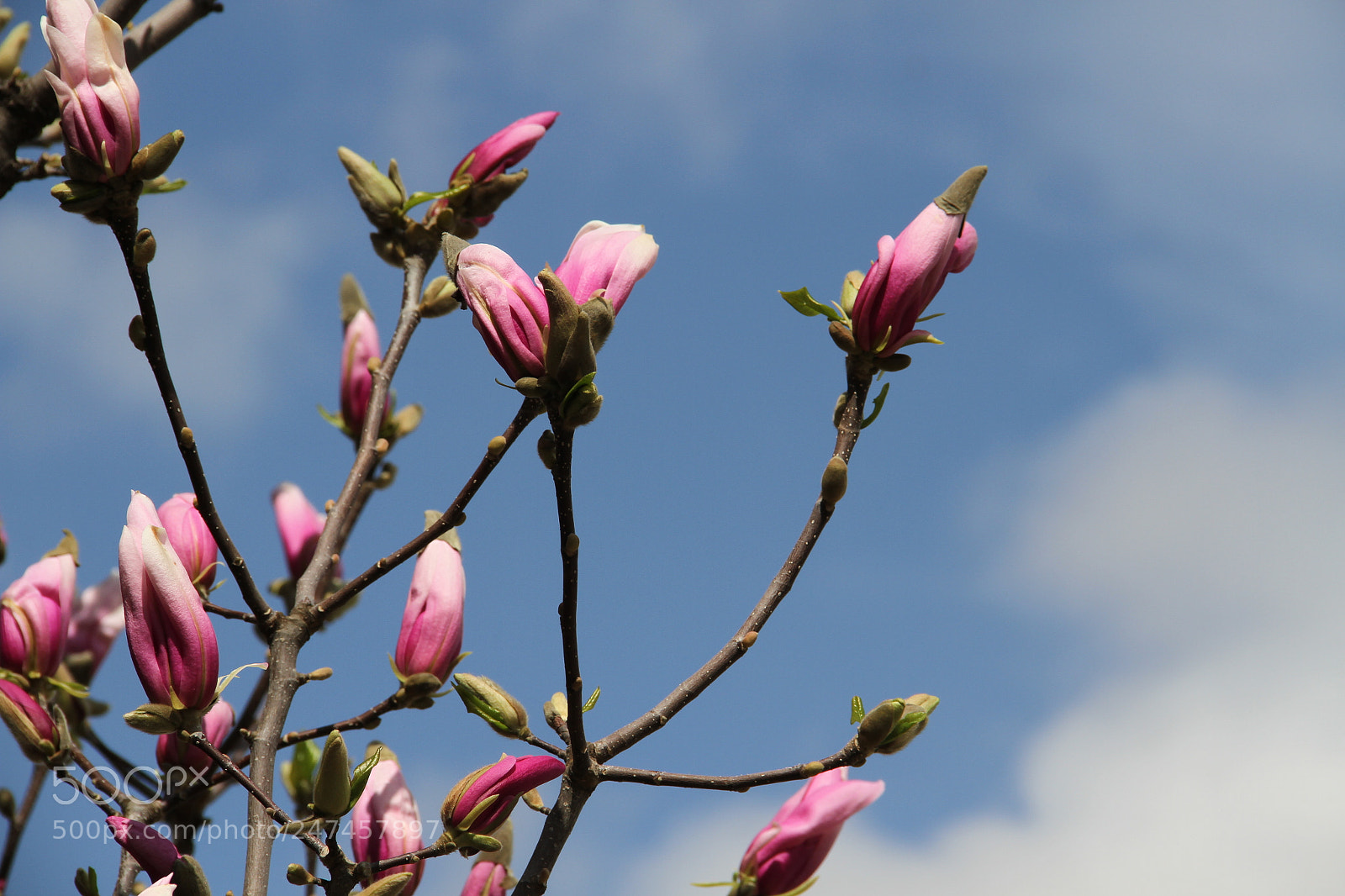 Canon EF-S 18-135mm F3.5-5.6 IS sample photo. Spring photography