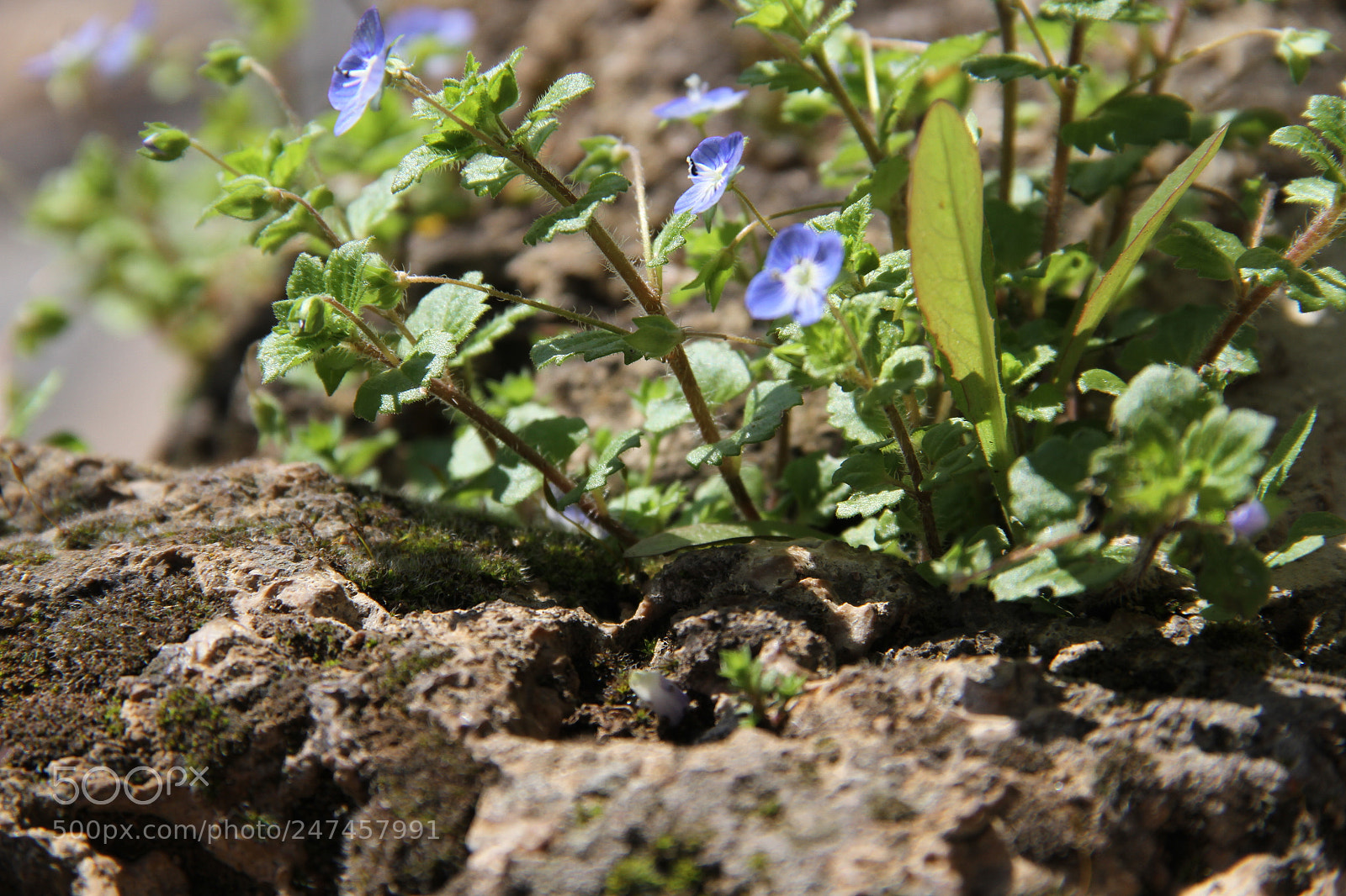 Canon EF-S 18-135mm F3.5-5.6 IS sample photo. Spring photography
