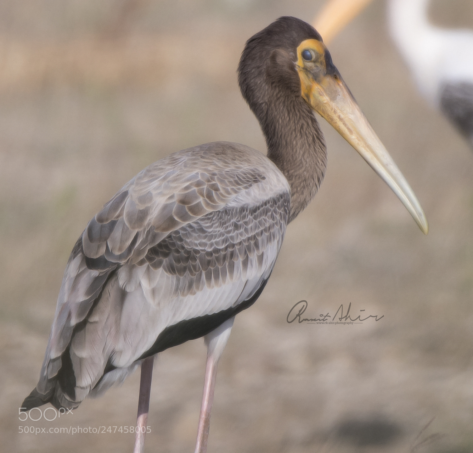 Nikon D500 sample photo. Painted stork photography