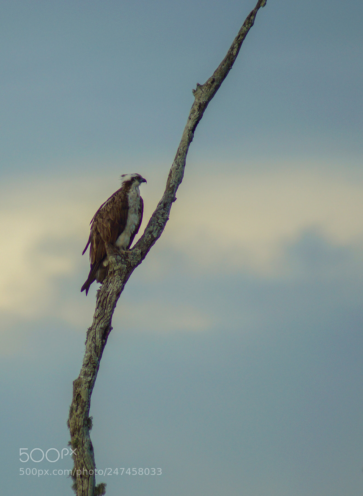 Sony SLT-A65 (SLT-A65V) sample photo. Osprey photography