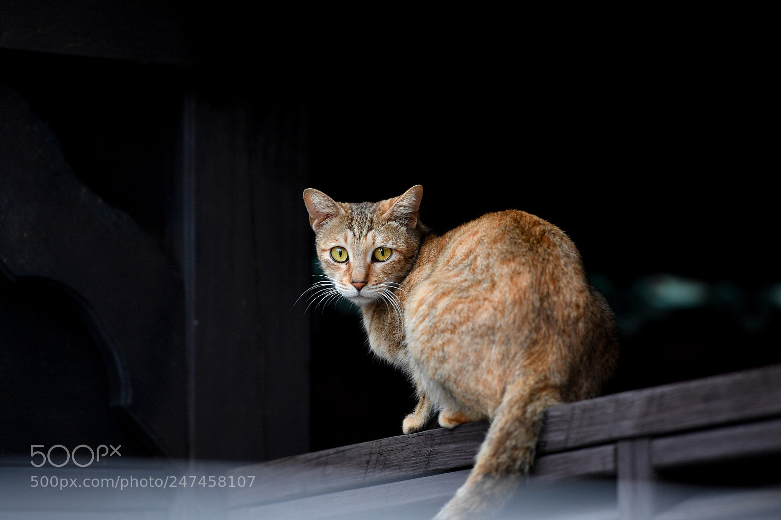 Nikon D5 sample photo. Cat photography