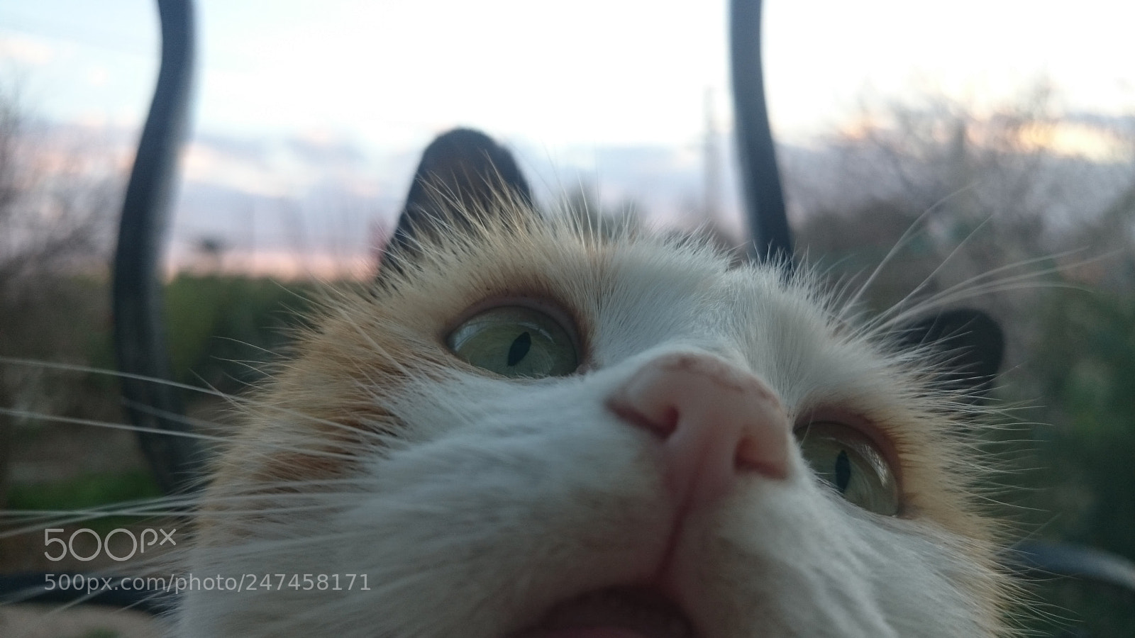 Sony Xperia Z2 sample photo. #cat photography