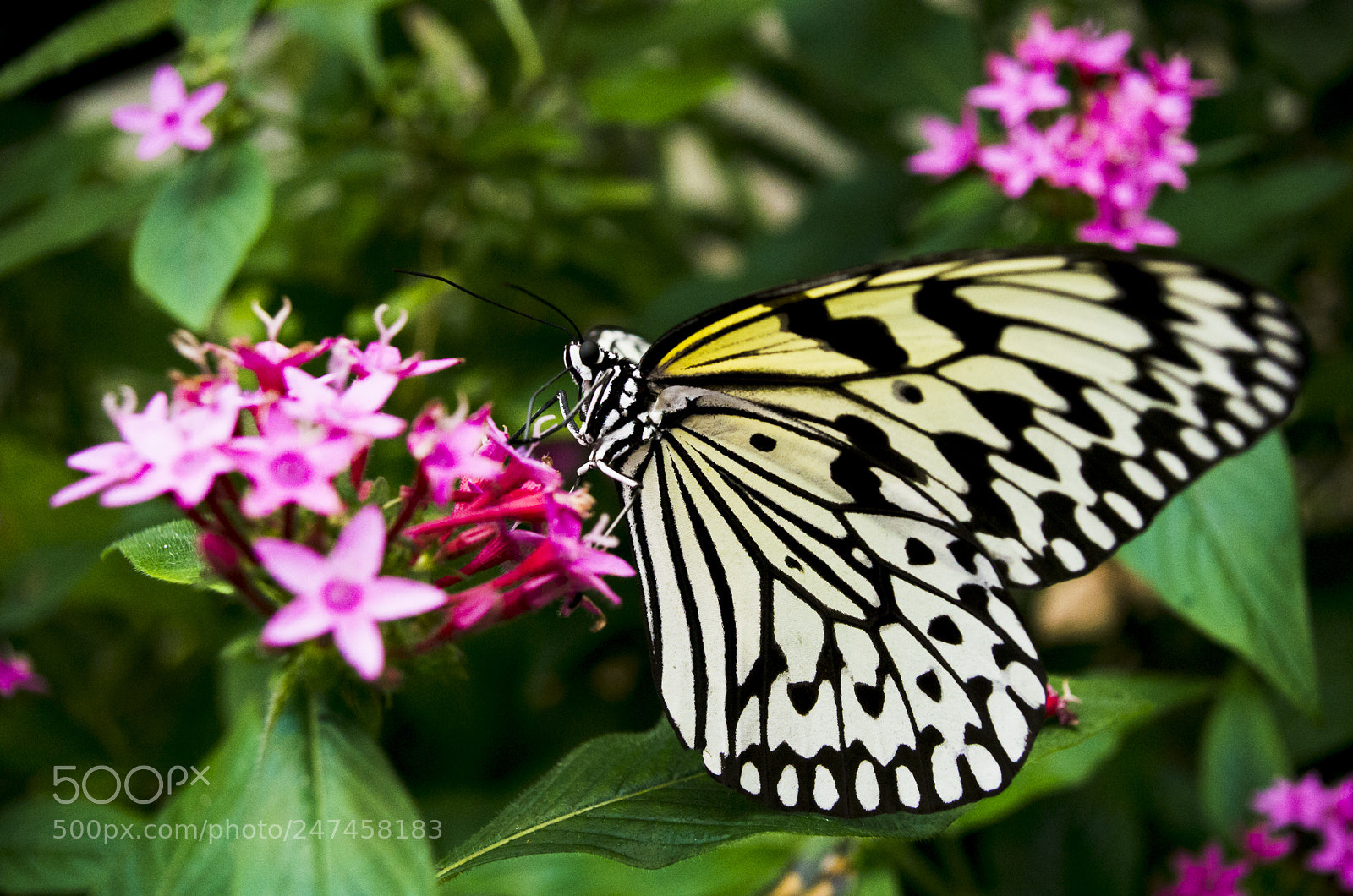 Pentax K-5 II sample photo. Tree nymph butterfly photography