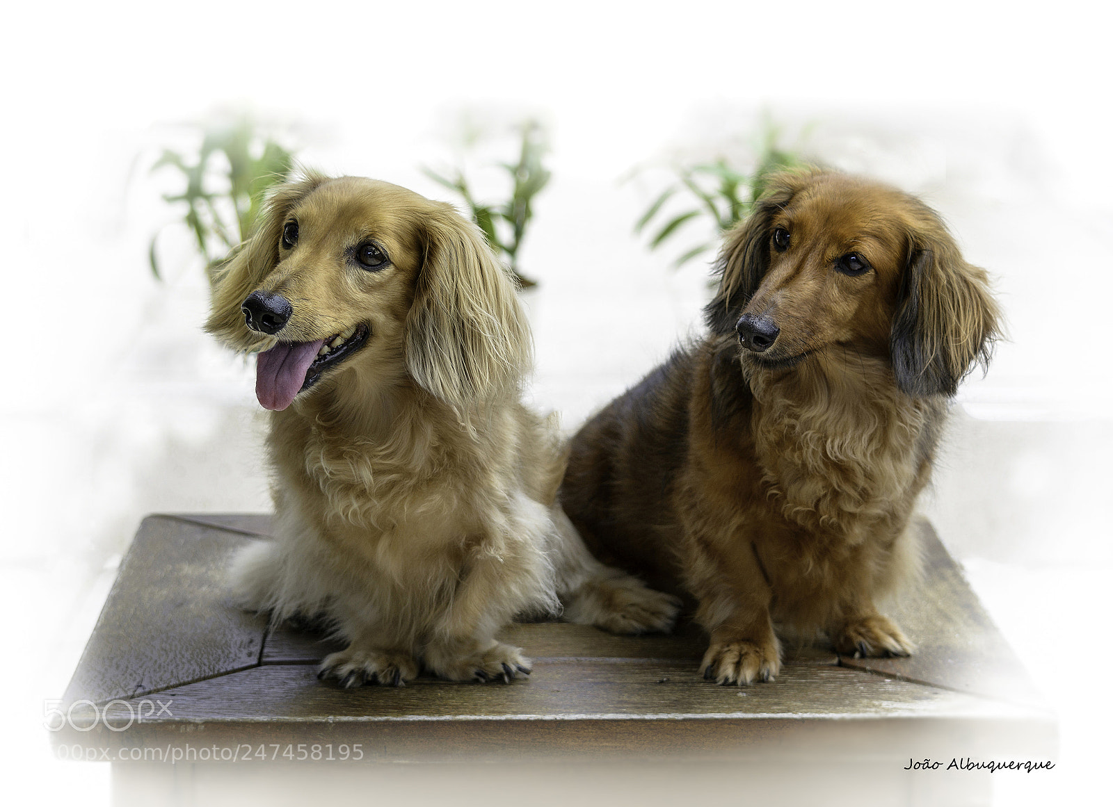 Nikon D5200 sample photo. Bella ona - dachshund photography