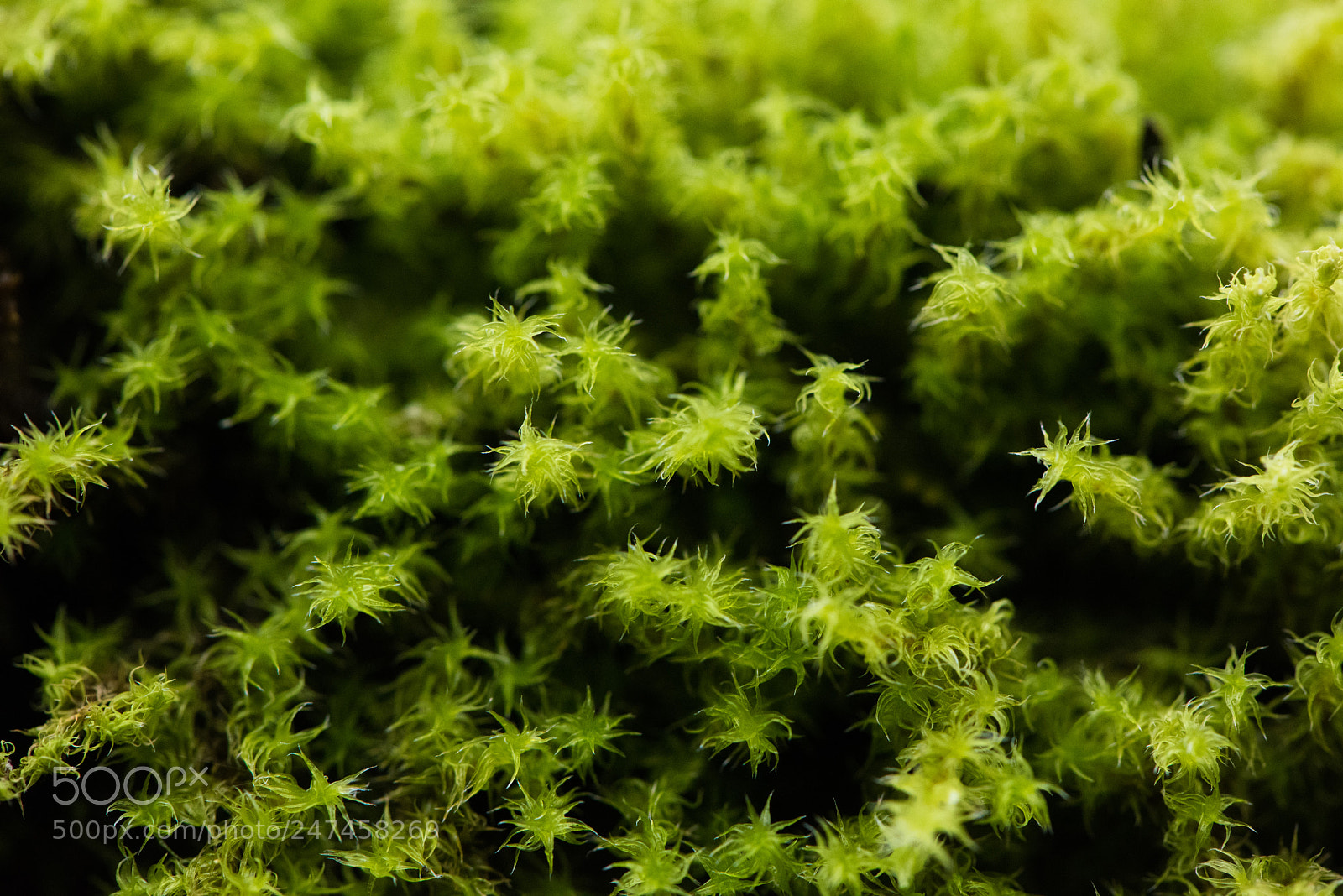 Nikon D810 sample photo. Spiky little moss photography