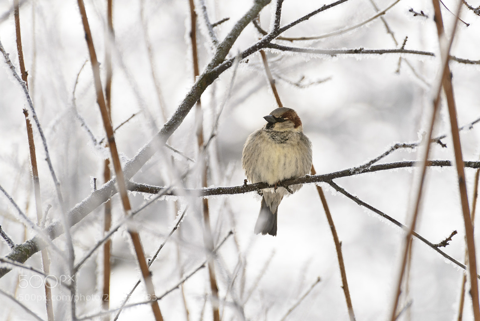 Nikon D610 sample photo. Long before heat photography