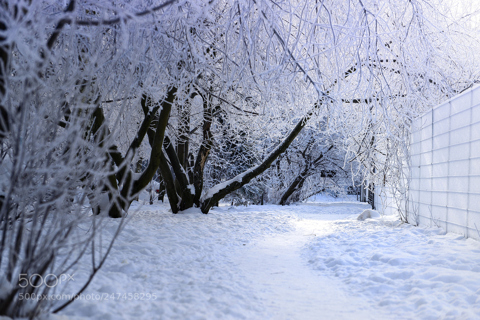 Nikon D610 sample photo. Cold in the yard photography