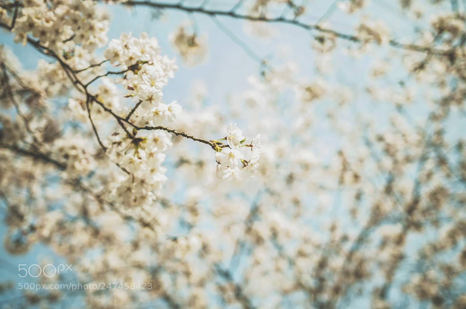 Nikon D5000 sample photo. Untitled photography