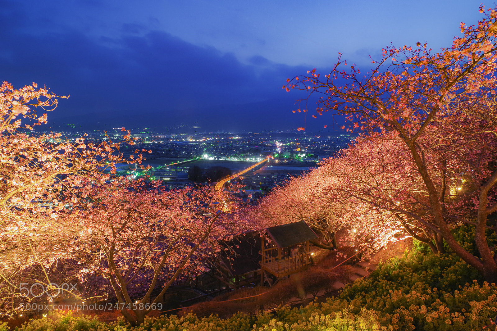 Pentax K-70 sample photo. Japan sakura photography