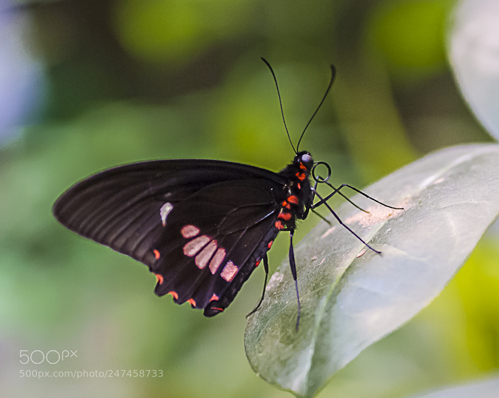 Nikon D200 sample photo. Small postman photography