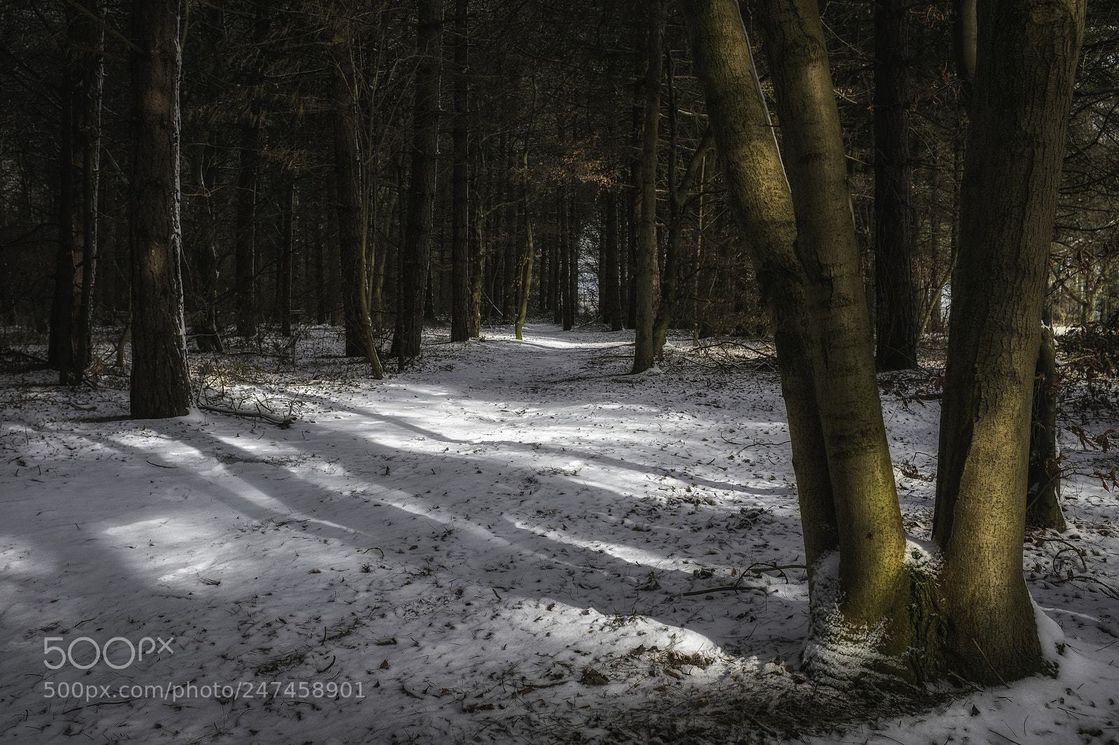 Fujifilm X100F sample photo. Sun and snow photography