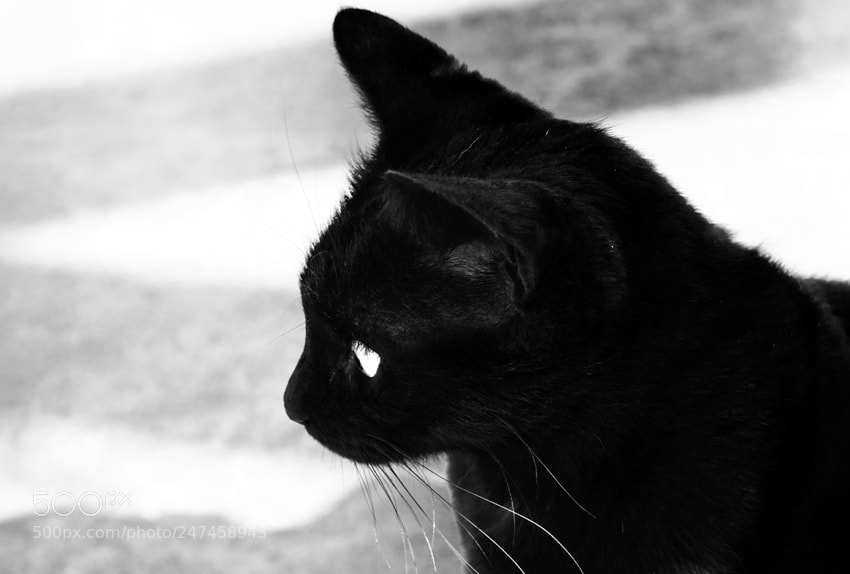 Nikon D3100 sample photo. Untitled photography