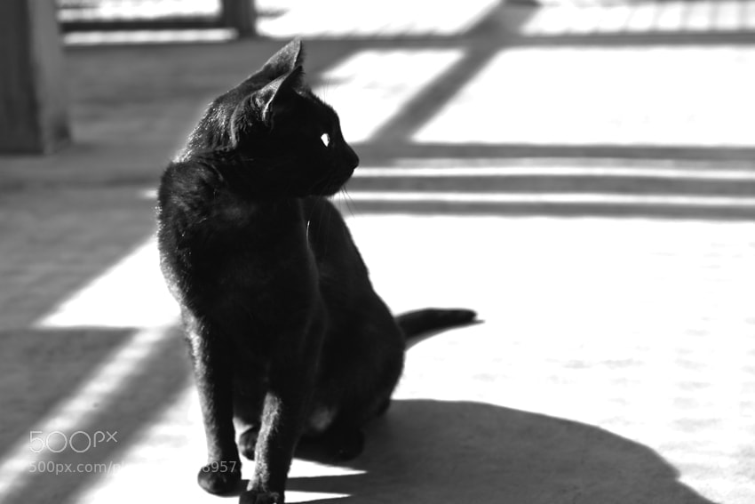 Nikon D3100 sample photo. Untitled photography